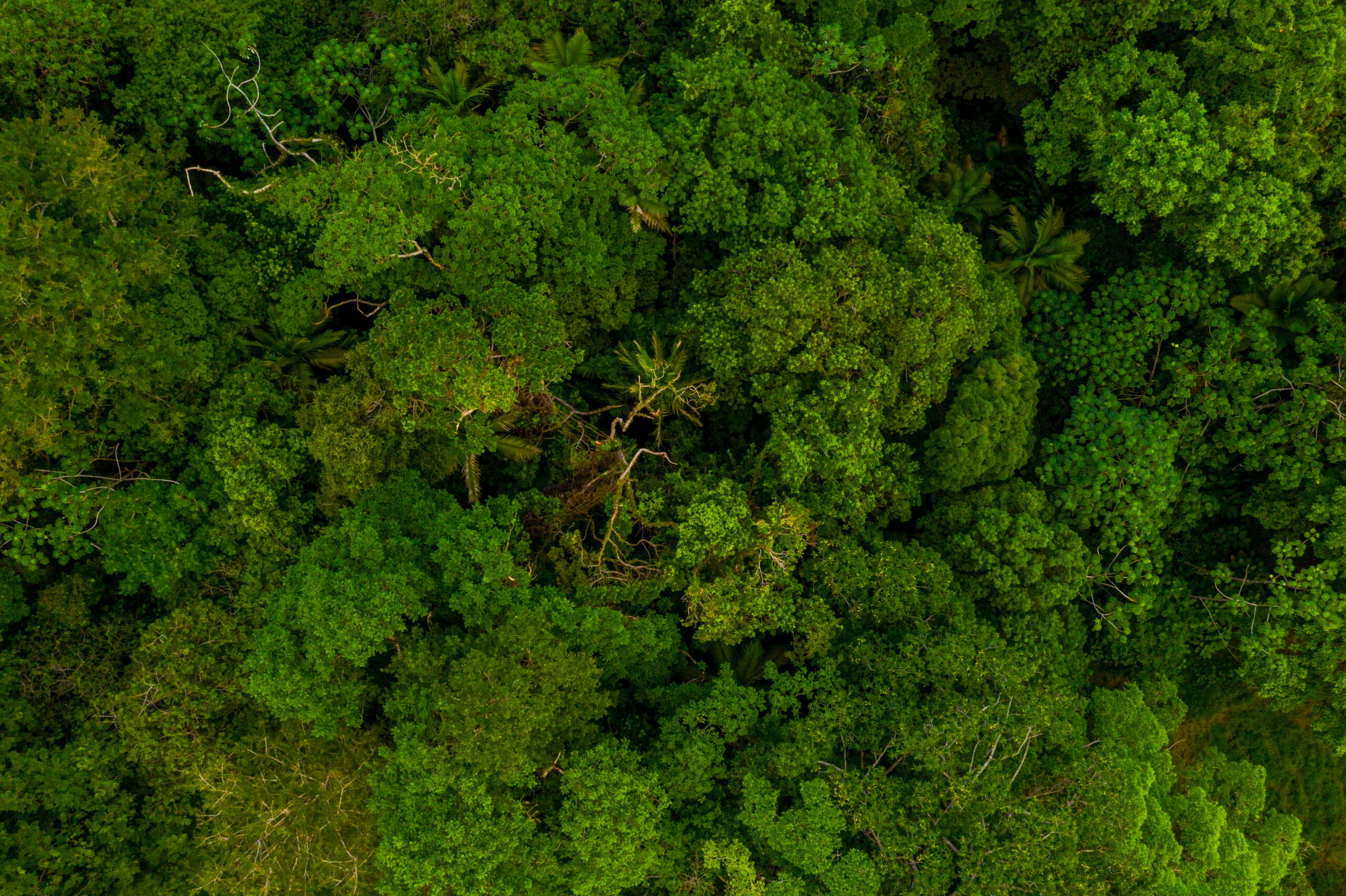 Sustentabilidade e rastreabilidade: os grandes desafios da indústria de alimentos