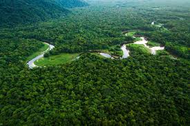 Uma tributação moderna pode ajudar a preservar a Amazônia, mas há um custo inevitável