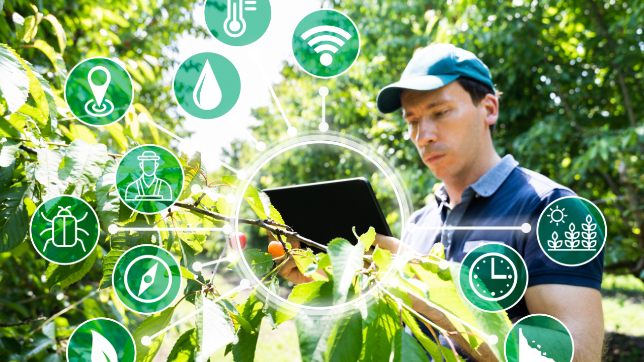 Inovação no agronegócio: da porteira ao consumidor