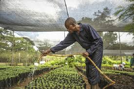 Terraformation lança o primeiro acelerador florestal do mundo com foco na biodiversidade